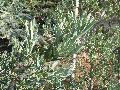 Ice Blue Yellow-Wood / Podocarpus elongatus 